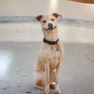 Meet your Posher, Leslie